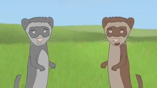 Ferrets