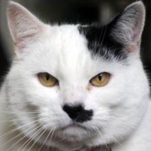 Kitler